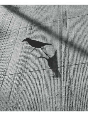 Aniket Deshmukh, The Shadow Knows, 2025