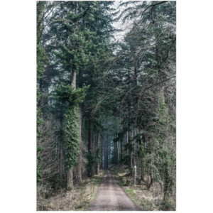 Tod Jones, Forest Path – Freiburg