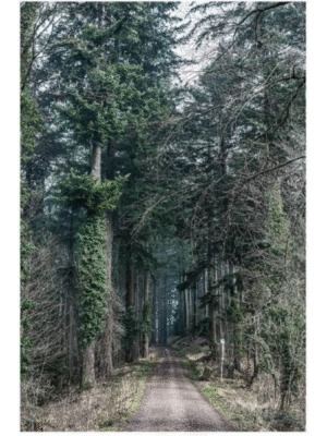 Tod Jones, Forest Path – Freiburg
