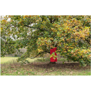 Tod Jones, The Red Studio and the Urban Landscape, Image C, L, 2023