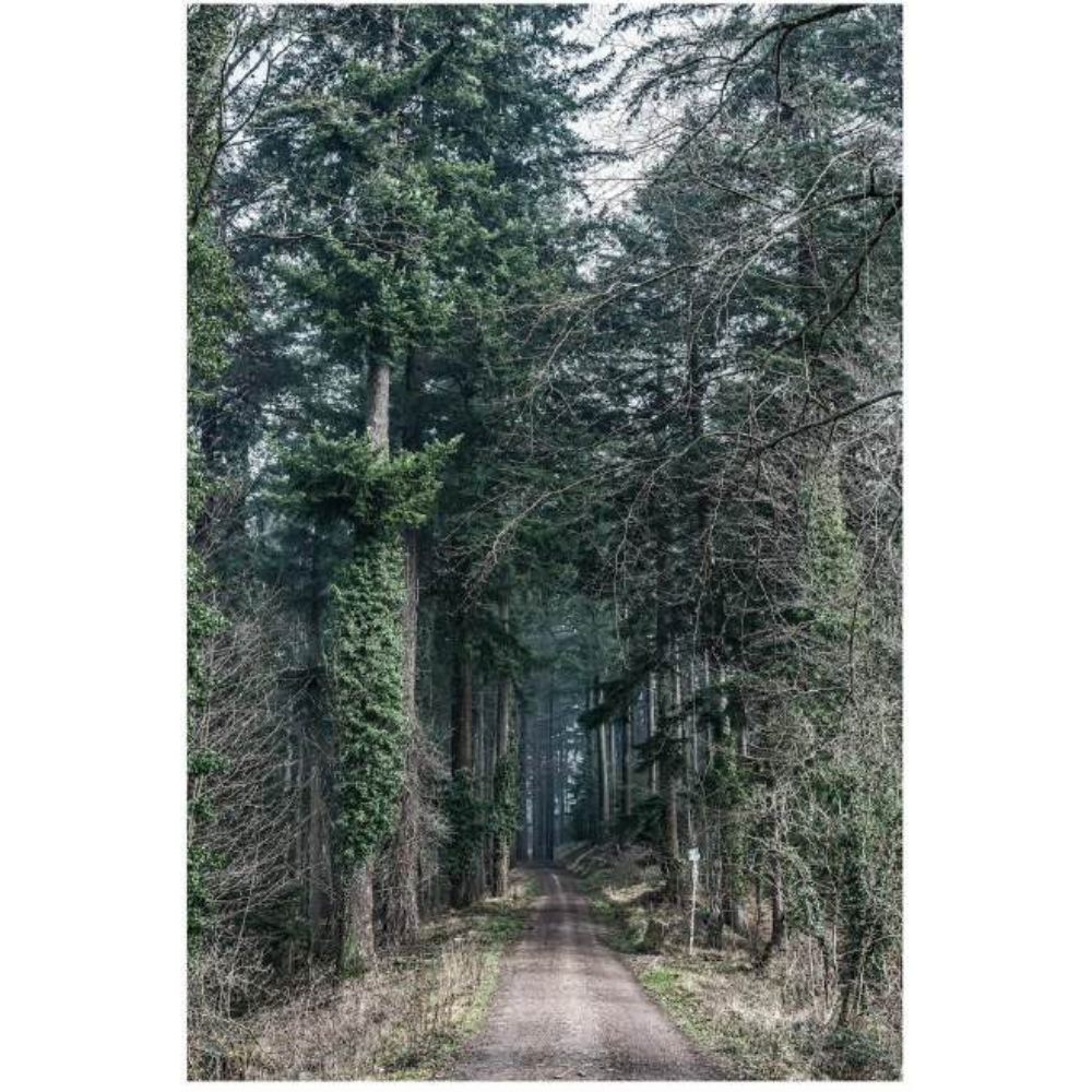 Tod Jones, Forest Path – Freiburg