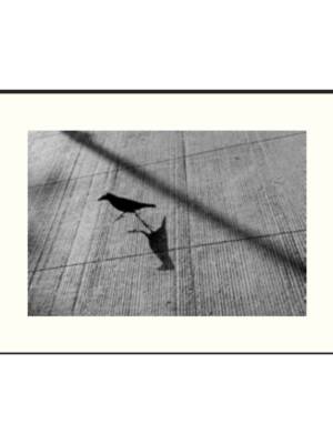 The Shadow Knows