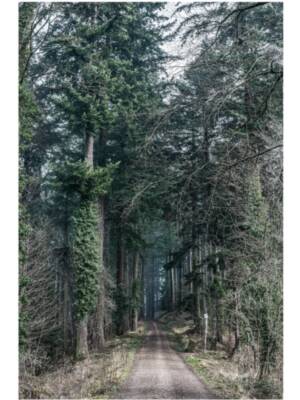 Forest Path – Freiburg